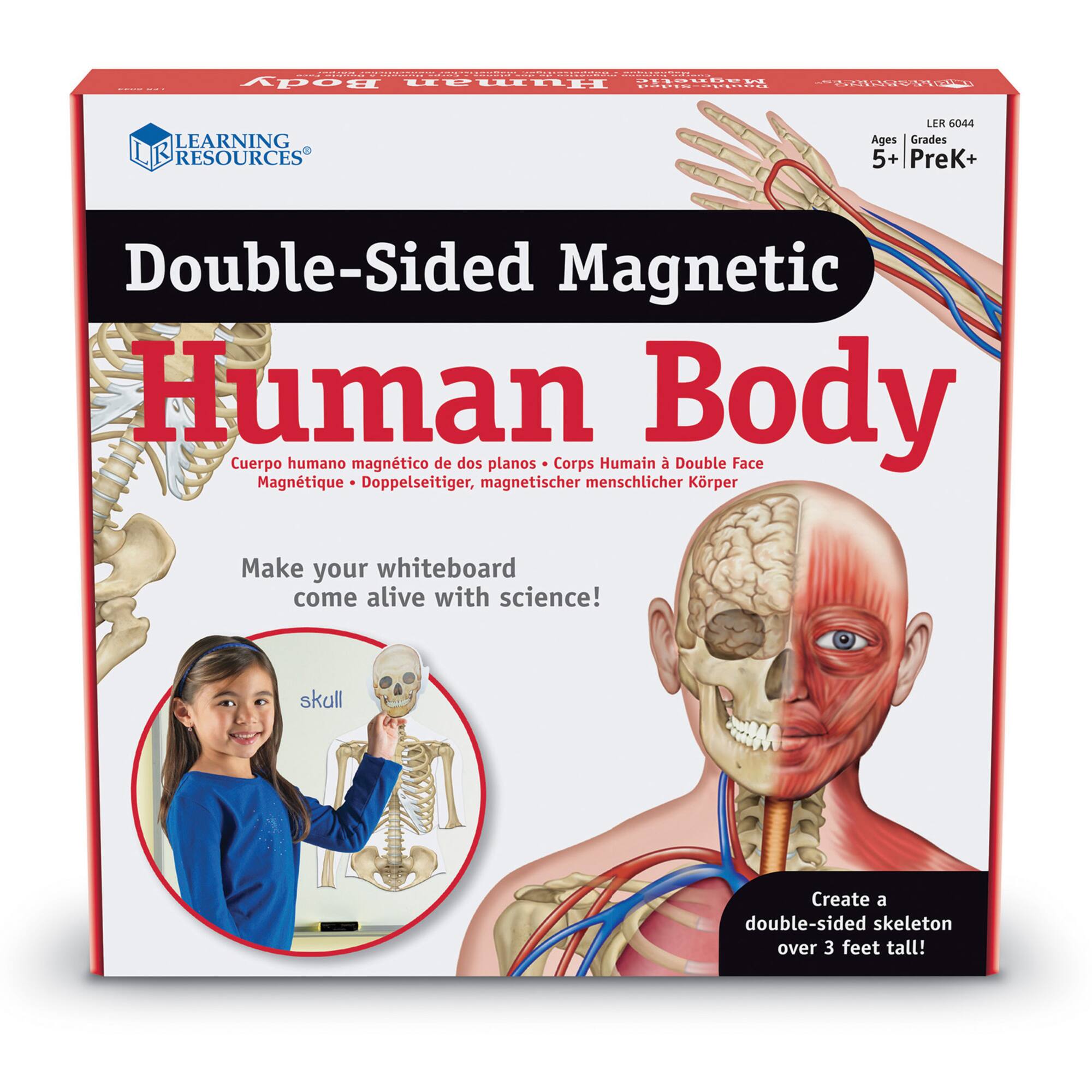 Learning Resources® Double-sided Magnetic Human Body